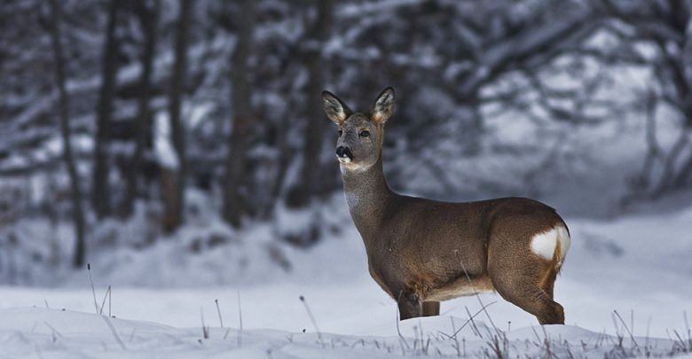 Photo of Cinci căprioare au fost împușcate într-o pădure din Strășeni. Ce pedeapsă riscă braconierii?