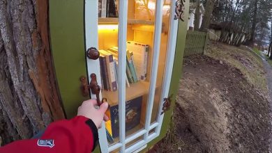 Photo of foto, video | A salvat un copac de 110 ani prin… lectură. Cum arată o bibliotecă inedită, construită într-un trunchi?