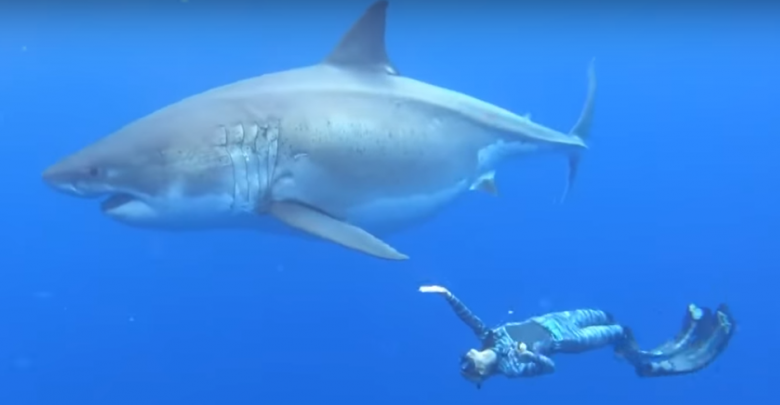 Photo of video | Mai mulți scafandri au înotat lângă un rechin de 2,5 tone. „Voia să ne folosească barca pentru a se scărpina”