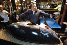 Photo of Un pește gigant pe cale de dispariție, licitat cu o sumă record în Tokyo. Cât a costat specia de 278 de kilograme?