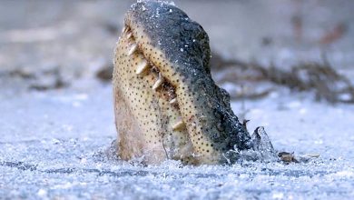 Photo of video | Imagine unică pe oglinda unui lac. Zeci de aligatori au înghețat cu boturile deasupra apei