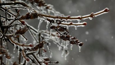 Photo of meteo | Ne înarmăm cu umbrele și suntem atenți la gheață. Cum va fi vremea în ultima saptămână din ianuarie?