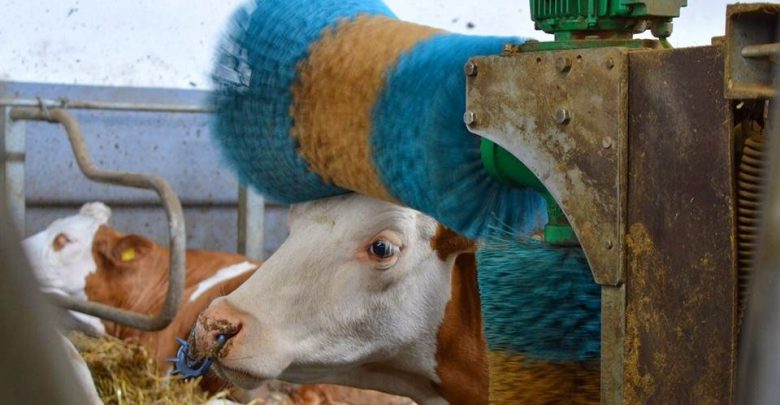 Photo of „Asigură-le protecție și bunăstare”. În perioada de iarnă, ANSA vine cu recomandări pentru crescătorii de animale