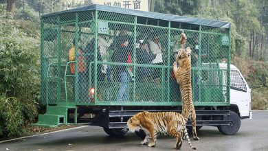 Photo of foto | Oamenii în cușcă, iar animalele afară! Ce grădină zoologică a inversat rolurile?