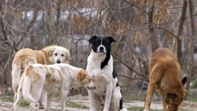 Photo of foto | Caz înfricoșător la Bălți. O femeie a fost atacată de o haită de câini vagabonzi