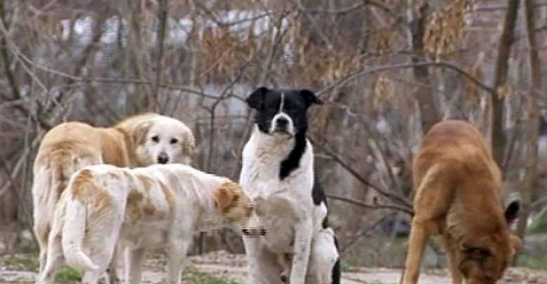 Photo of foto | Caz înfricoșător la Bălți. O femeie a fost atacată de o haită de câini vagabonzi