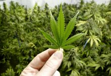 Photo of ONU, îndemnată să scoată marijuana din lista celor mai nocive narcotice. Care este explicația Organizației Mondiale a Sănătății?