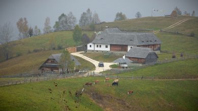 Photo of foto | I-ar putea aduce sute de mii de dolari pe cont. Ce a descoperit un vânător de comori pe teritoriul unei ferme?