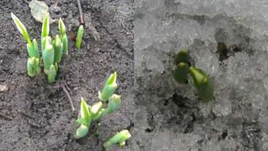 Photo of foto | Primăvară în februarie: În grădina unor gospodari din raionul Edineț au înflorit primii ghiocei