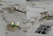 Photo of video | Minuni în ajun de alegeri? Mai mulți trandafiri au înflorit în gropile de pe drumurile „bune” din Călărași