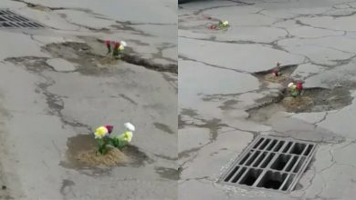 Photo of video | Minuni în ajun de alegeri? Mai mulți trandafiri au înflorit în gropile de pe drumurile „bune” din Călărași