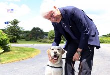 Photo of Câinele lui George Bush are o nouă slujbă. Sully „a depus jurământul de credință” unui centru militar