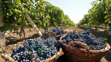 Photo of foto | „Această țară mică este mare în lumea vinului”. 10 crame din Moldova, recomandate de un top american pentru a fi vizitate