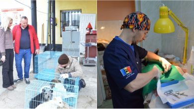 Photo of foto | Grijă pentru sufletele fără stăpân. 140 de câini din Chișinău au fost sterilizați de către cinci medici veterinari români