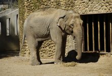 Photo of video | A căzut și nu s-a mai putut ridica. Cel mai trist elefant din lume a murit la 47 de ani, eutanasiat de angajații unei grădini zoologice