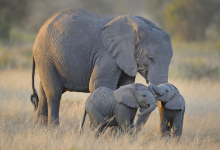 Photo of video | Apariție miraculoasă în Africa de Sud. Un pui de elefant roz a fost depistat de un grup de turiști într-o rezervație naturală