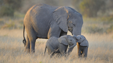 Photo of video | Apariție miraculoasă în Africa de Sud. Un pui de elefant roz a fost depistat de un grup de turiști într-o rezervație naturală