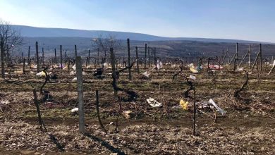 Photo of imaginea zilei | Moldovenii culeg toamna poama și primăvara pachetele din plastic. Cum a surprins un internaut un lan cu viță de vie?