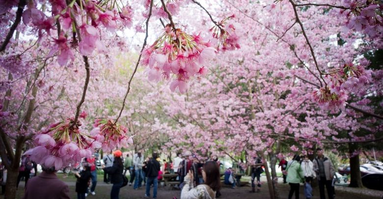 Photo of Chișinăul „se transformă” într-un oraș japonez. Autoritățile nipone vor dărui Moldovei 100 de pomi sakura