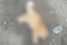 Photo of foto | Fără milă. Mai multe pisici otrăvite au fost găsite pe o stradă din sectorul Botanica