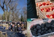 Photo of foto | Sute de vizitatori și zeci de tone de fructe vândute până acum. Cum decurge târgul „Ia Moldova Acasă”?