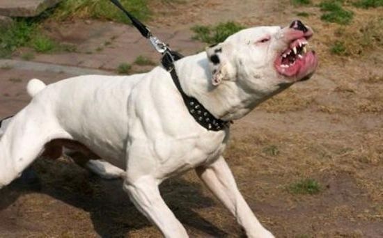 Photo of foto | Un pitbull și-a lăsat „amprenta” colților pe mașina unei femei. Ce riscă proprietarul animalului?