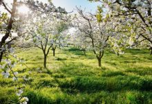 Photo of meteo | Aprilie începe cu temperaturi generoase și mult soare. Cum va fi vremea săptămâna viitoare?