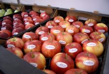 Photo of O nouă dramă pentru agricultorii moldoveni: Încă un lot cu peste 20 de tone de mere, reținut de vameșii ruși