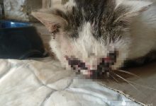 Photo of foto | Cruzime fără margini la Bălți. O pisică, mutilată și lăsată fără ochi