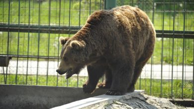 Photo of O nouă casă pentru urșii Mashka și Vorciun de la Grădina Zoologică din Chișinău. Animalele vor avea voliere mai spațioase