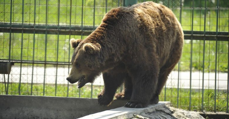 Photo of O nouă casă pentru urșii Mashka și Vorciun de la Grădina Zoologică din Chișinău. Animalele vor avea voliere mai spațioase