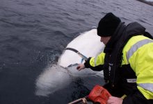 Photo of video | „Balenă-spion” în apele Norvegiei. Trei pescari ar fi surprins mamiferul de care era prinsă o cameră de filmat