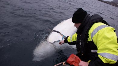 Photo of video | „Balenă-spion” în apele Norvegiei. Trei pescari ar fi surprins mamiferul de care era prinsă o cameră de filmat