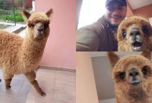 Photo of foto, video | Pablo, dar nu Escobar. Alpaca unui polițist brașovean este vedetă cu mii de urmăritori pe Instagram