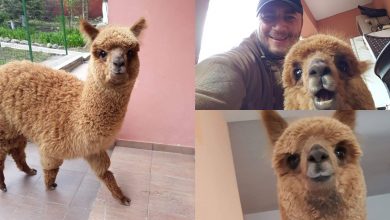 Photo of foto, video | Pablo, dar nu Escobar. Alpaca unui polițist brașovean este vedetă cu mii de urmăritori pe Instagram