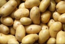 Photo of ANSA a returnat peste 20 de tone de cartofi din Belarus. Produsele conțineau un organism dăunător