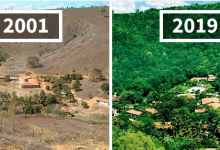 Photo of foto | Un cuplu de brazilieni a plantat 2 milioane de copaci în 20 de ani pentru a reîmpăduri zona unde locuiau