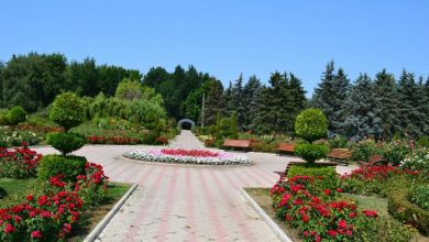 Photo of foto | Mai multă culoare și frumusețe pentru chișinăuieni. 3000 de trandafiri vor fi plantați în Parcul Dendrariu din capitală