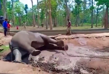 Photo of video | Ți se rupe inima: Momentul în care un elefant legat cu lanțuri se prăbuşeşte şi moare în faţa mai multor oameni