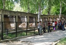 Photo of Schimbări de program și prețuri la Grădina Zoologică. Cât costă acum biletele și până când poți vizita animalele?