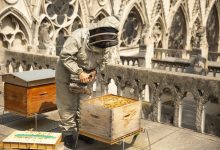 Photo of Internauții, îngrijorați de soarta albinelor de la Notre-Dame. Ce s-a întâmplat cu stupii insectelor în urma incendiului?