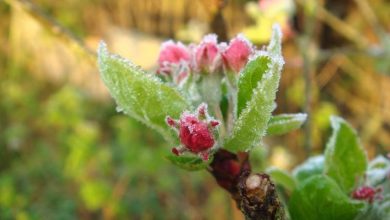 Photo of Iarna nu se dă bătută: Meteorologii au prelungit Codul Galben de îngheț