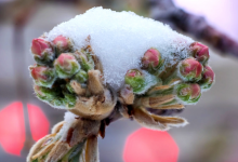 Photo of Meteorologii au prelungit Codul Galben de îngheț. Se așteaptă până la -3 grade Celsius