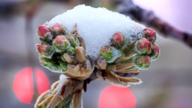 Photo of Meteorologii au prelungit Codul Galben de îngheț. Se așteaptă până la -3 grade Celsius