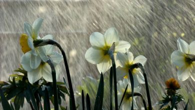 Photo of meteo | Soare generos, dar ascuns după nori. Meteorologii ne îndeamnă să ne pregătim umbrelele pentru săptămâna viitoare