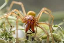 Photo of Una dintre zece cele mai otrăvitoare specii de păianjen, descoperită în Moldova. În ce zonă este răspândită insecta?