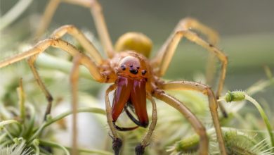 Photo of Una dintre zece cele mai otrăvitoare specii de păianjen, descoperită în Moldova. În ce zonă este răspândită insecta?