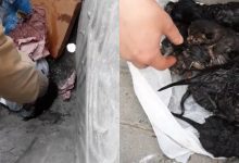 Photo of video | Fără milă. Șapte pisicuțe abia apărute pe lume, aruncate într-un tomberon de gunoi din capitală