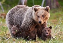 Photo of Într-un volier cu urșii, dar la o înălțime sigură. Vizitatorii Grădinii Zoologice vor putea admira animalele de pe un pod suspendat