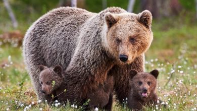 Photo of Într-un volier cu urșii, dar la o înălțime sigură. Vizitatorii Grădinii Zoologice vor putea admira animalele de pe un pod suspendat